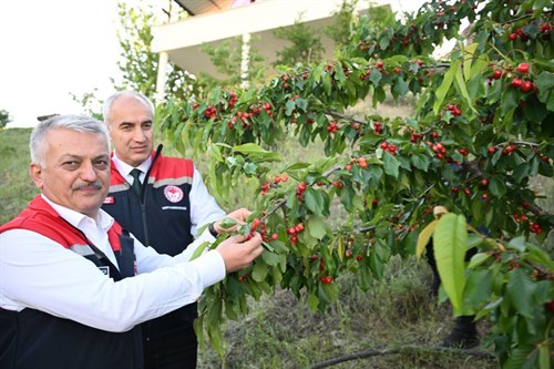  Vali Ersin Yazıcı’dan Yeşilyurt İlçesindeki Meyve Bahçelerine Ziyaret