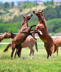 Sultansuyu Harası