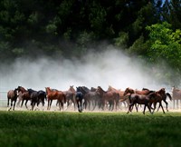 Sultansuyu Harası