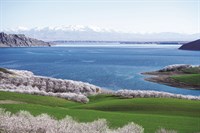 Kayısı Çiçeği