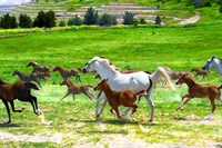 Sultansuyu At Çiftliği