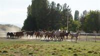 Sultansuyu At Çiftliği